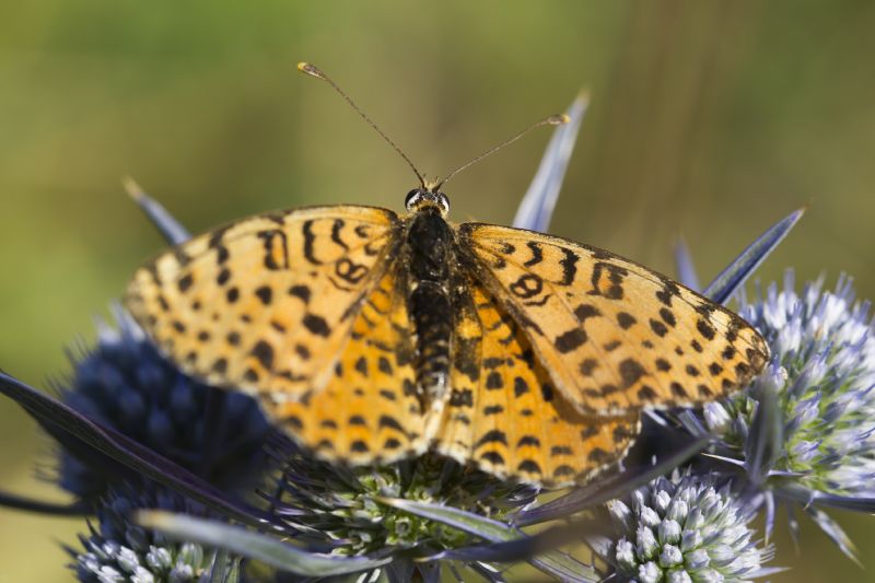 La solita Melitaea Didyma?